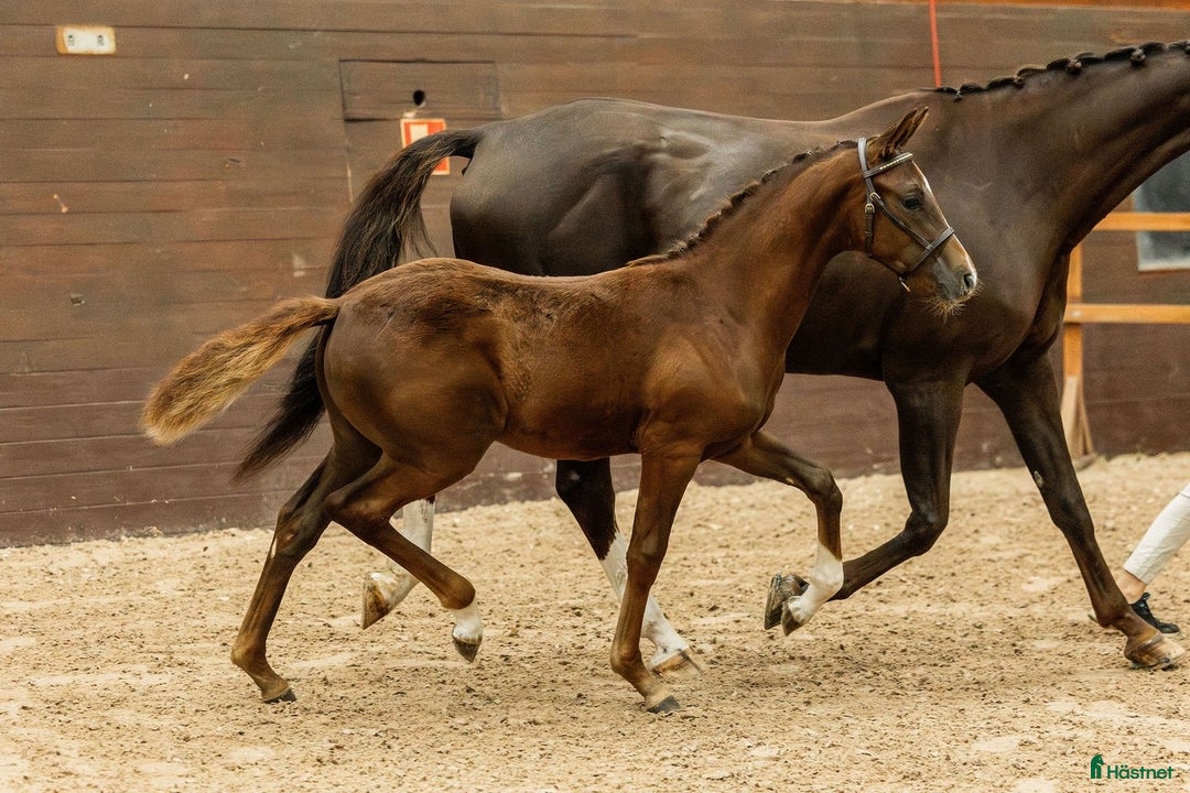 Dressyr hästar till salu: Vackert stoföl efter Serious i Runhällen - Annons 2