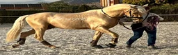 Allround hästar till salu: Palomino PRE avlad på prestation i Guadarrama - Annons 2
