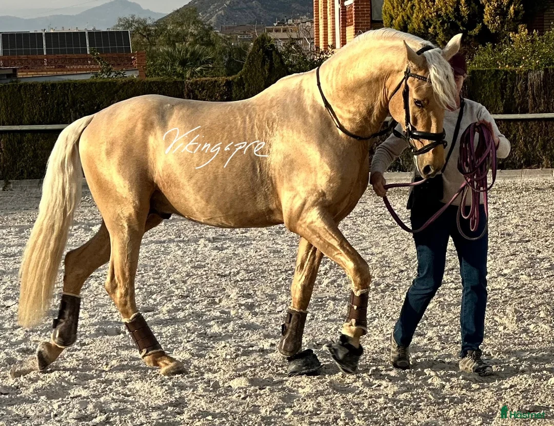 Allround hästar till salu: Palomino PRE avlad på prestation i Guadarrama - Annons 2