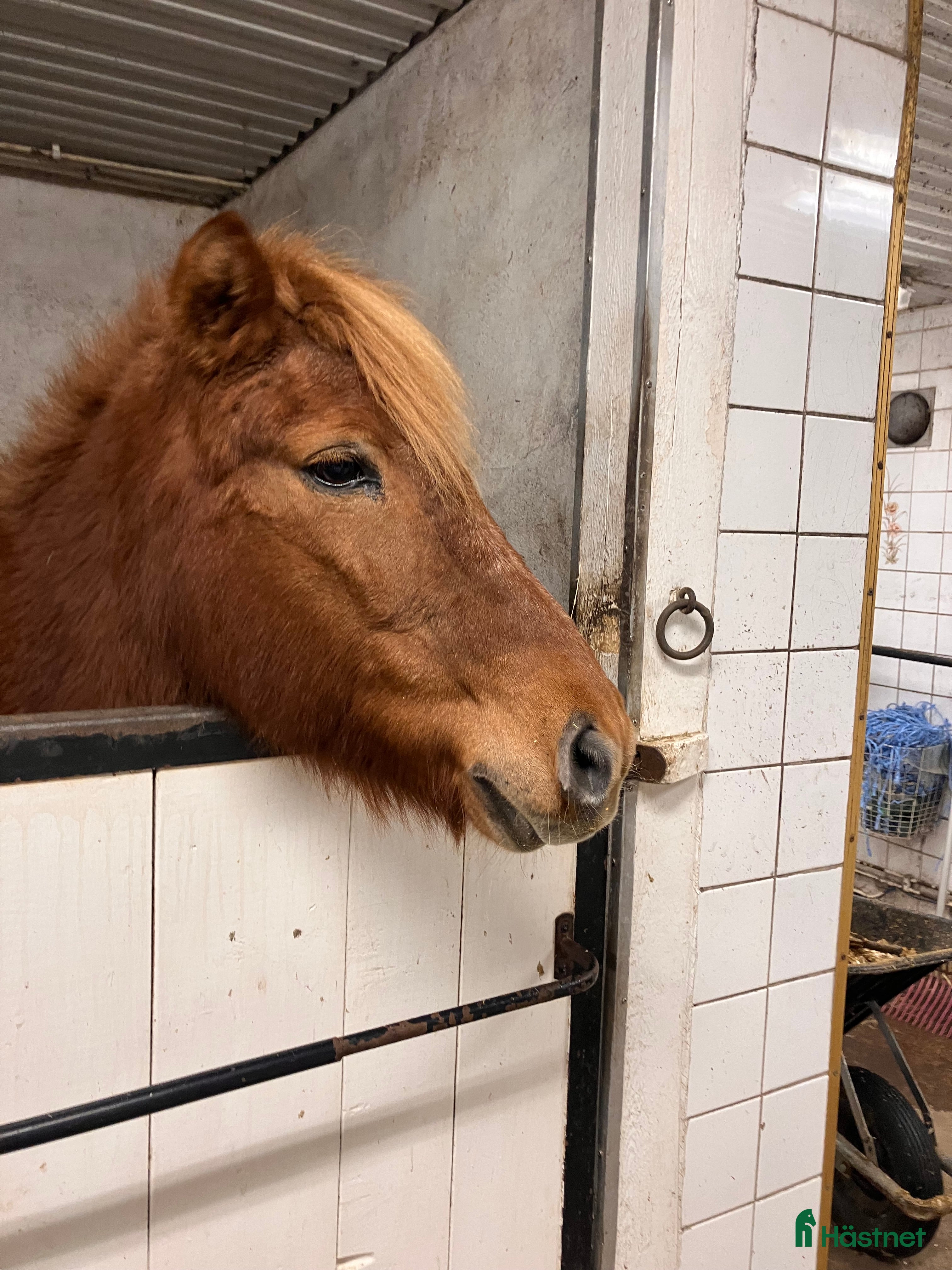 Allround hästar till salu: Underbar islandshäst - Annons 2