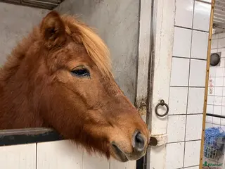 Allround hästar till salu: Underbar islandshäst - Annons 2