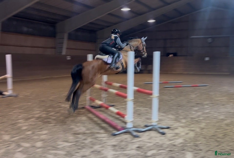  hästar Super-maxad B-ponny med kvalitet och kapacitet - Annons 1