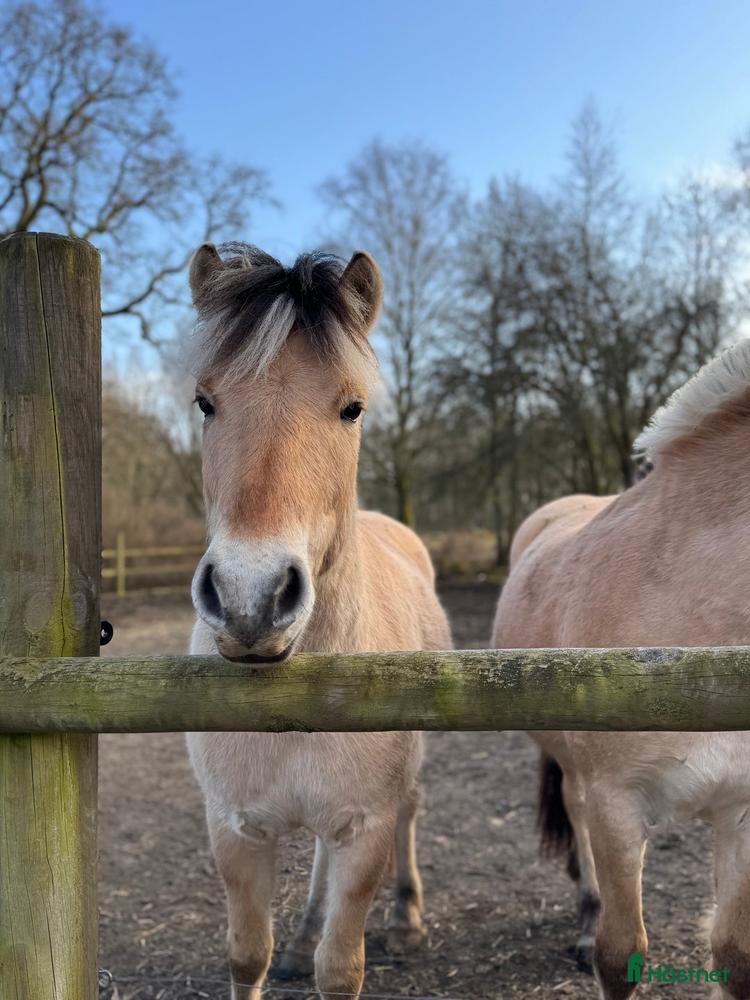 Allround hästar till salu: Pigg och snäll unghäst  i Holm - Annons 3