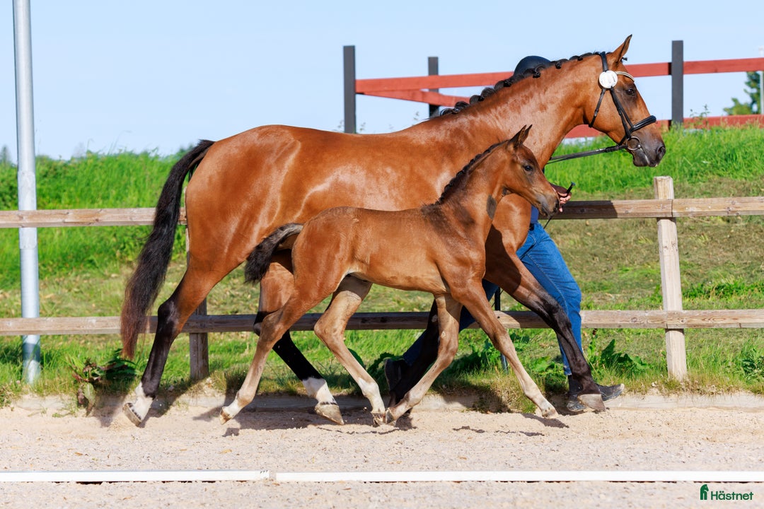 Dressyr hästar till salu: Premieföl med välmeriterat möderne i Salbohed - Annons 4