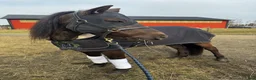 Allround hästar till salu: Snyggaste russet  - Annons 5