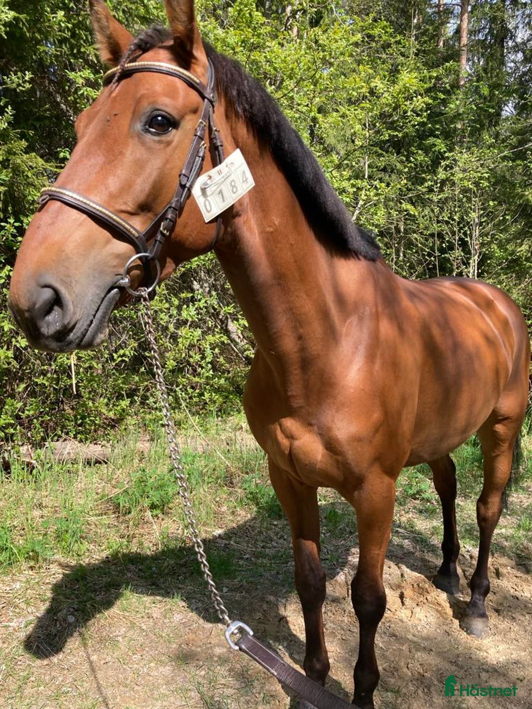 Allround hästar till salu: Sto säljes i Arnäsvall - Annons 1