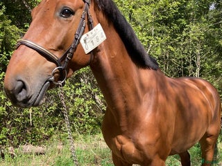 Allround hästar till salu: Sto säljes i Arnäsvall - Annons 3