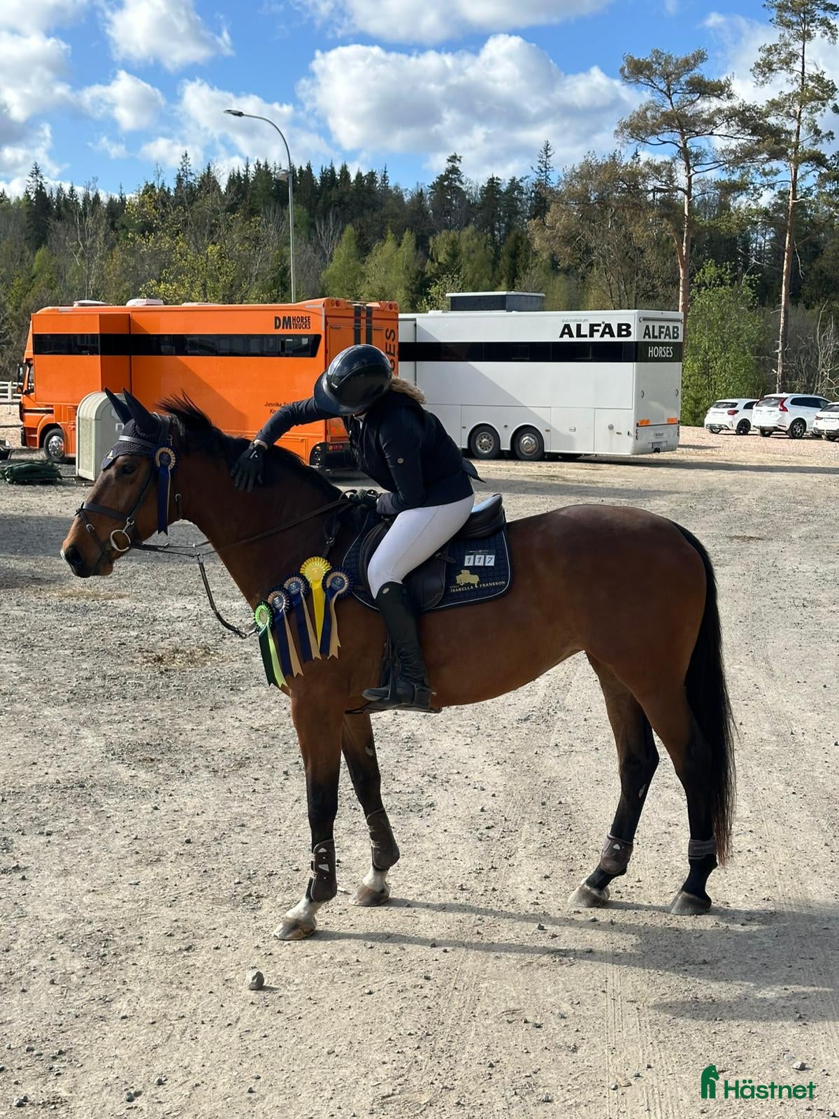  hästar Fint sto till rutinerad ryttare - Annons 3