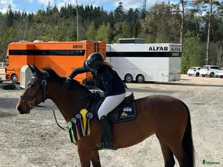 hästar Fint sto till rutinerad ryttare - Annons 3