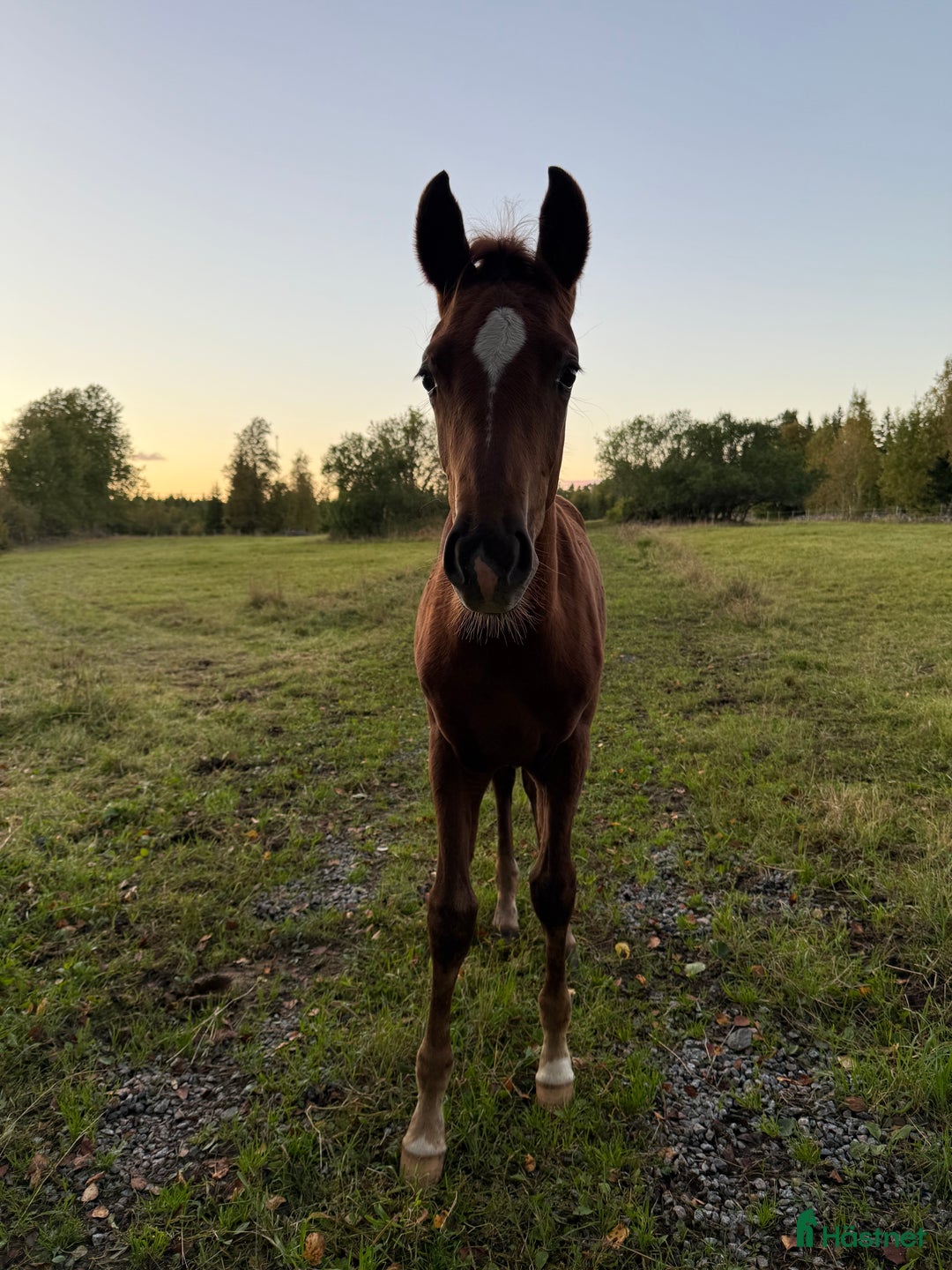 Dressyr hästar till salu: Uttrycksfull hingst med meriterat möderne i Nässjö - Annons 3