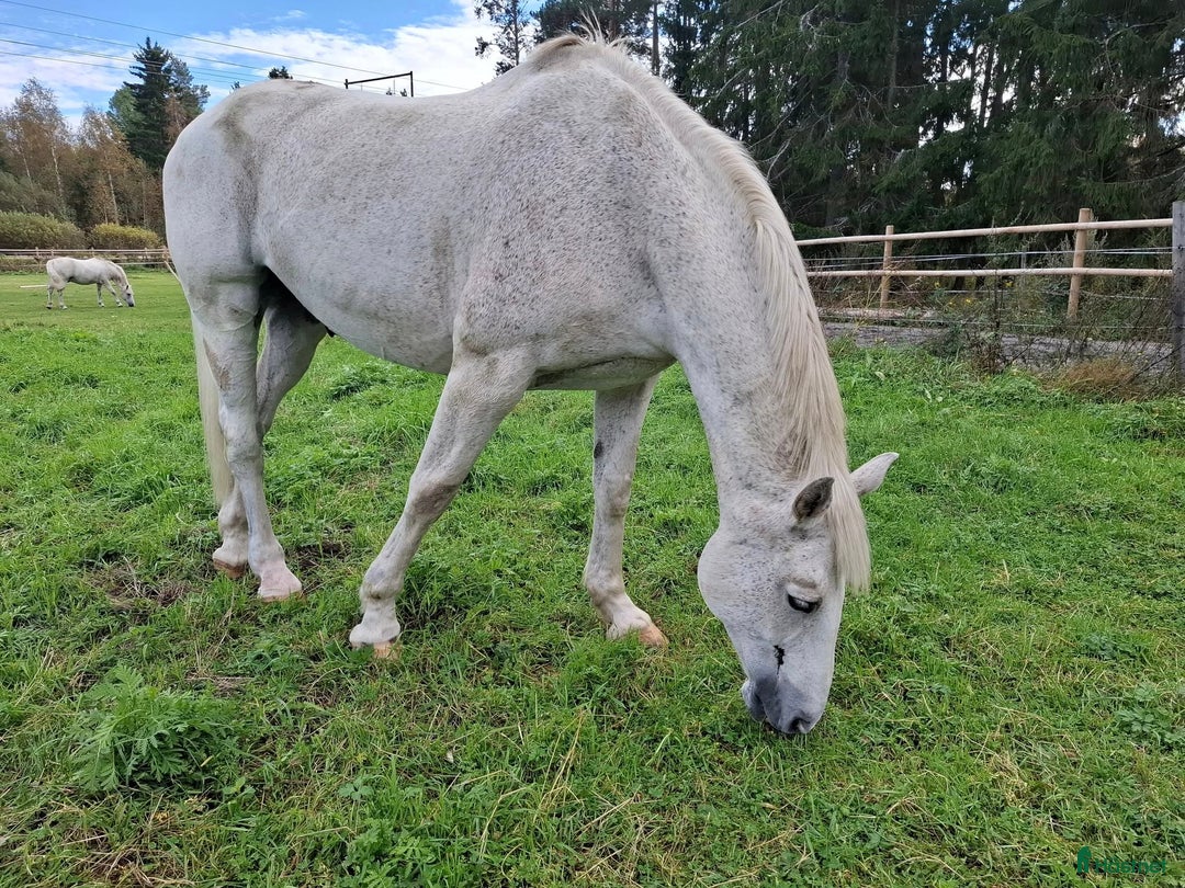 Allround hästar till salu: Snäll och trygg gentleman säljes i Söderhamn i Söderhamn - Annons 5