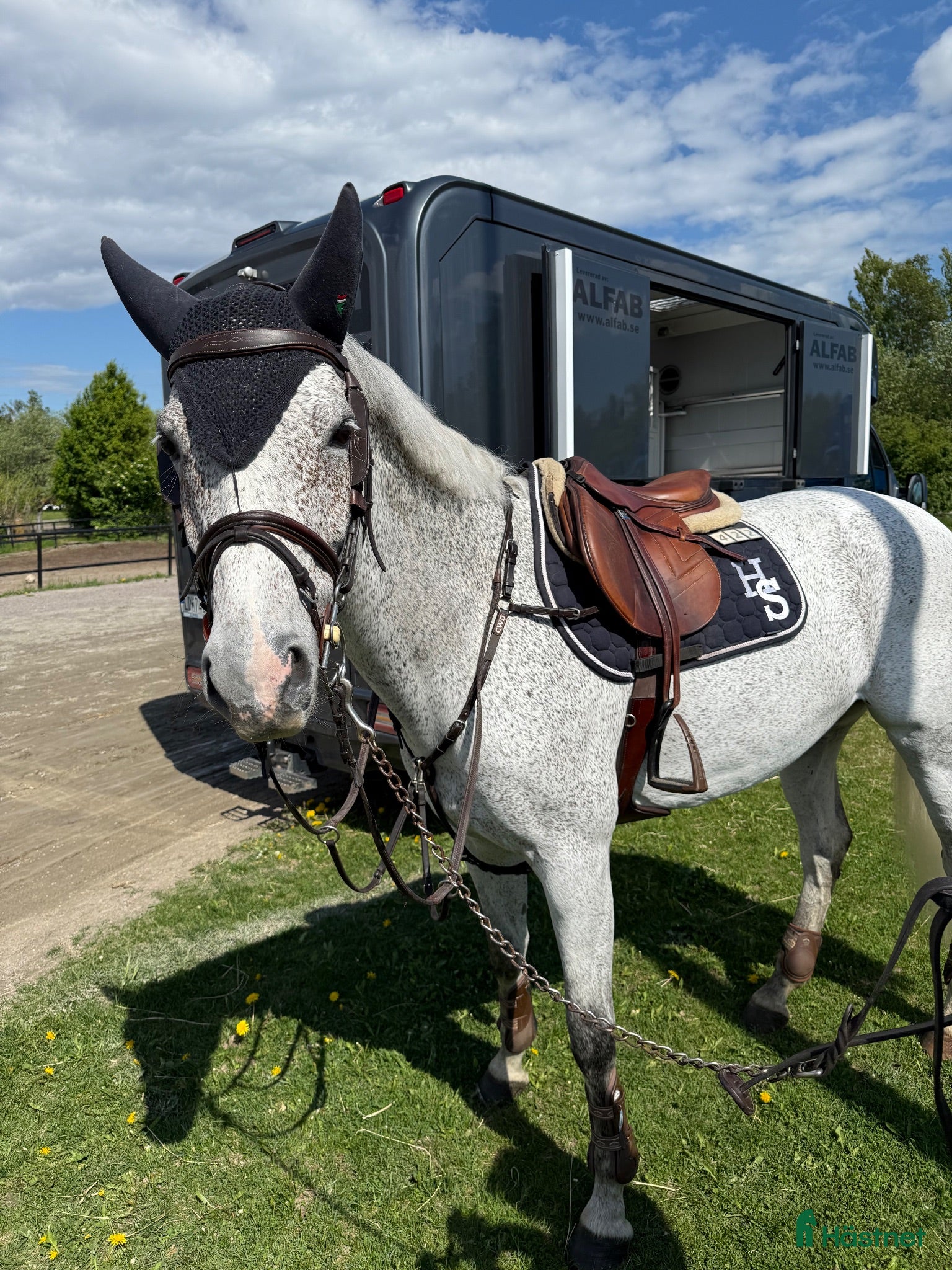  hästar Perfekt Junior/speed häst - Annons 3