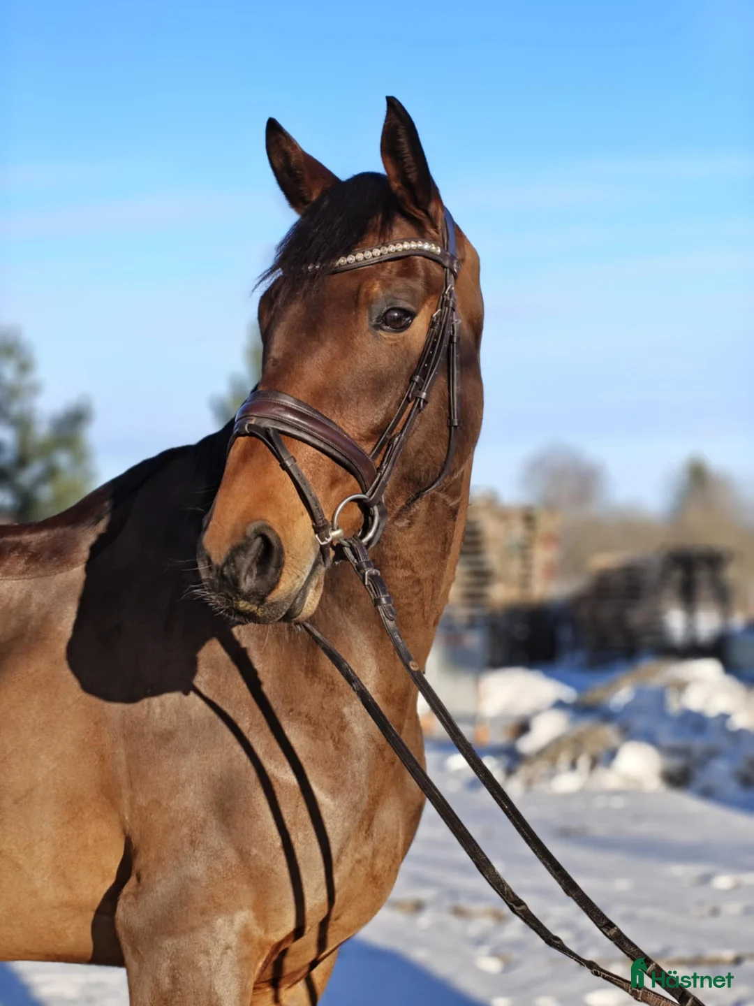 Dressyr hästar till salu: Härlig tjej! - Annons 2