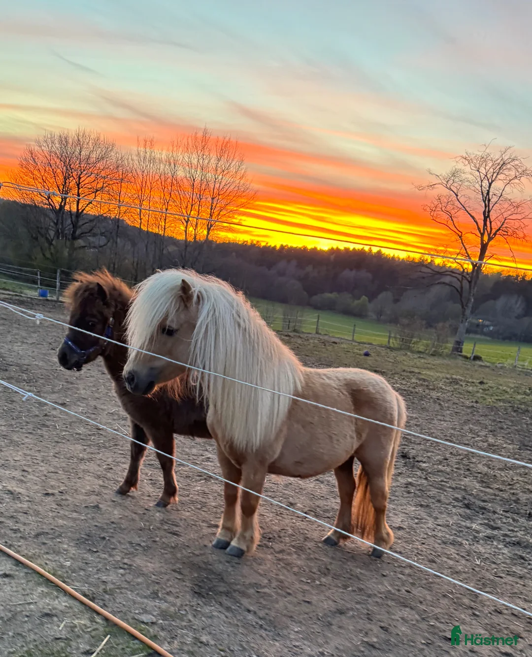 Allround hästar till salu: Arbetsglad shettis sto - Annons 1