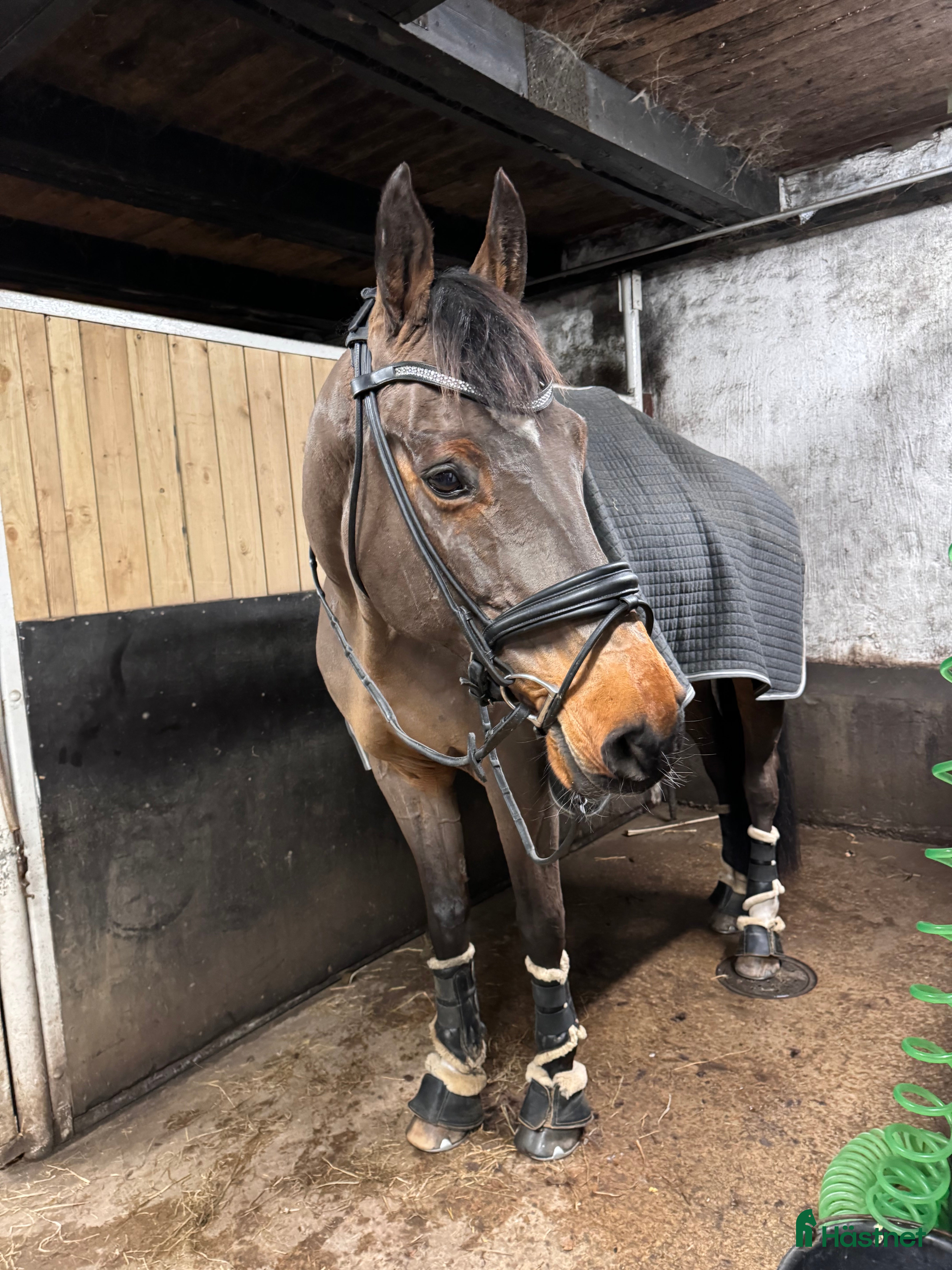 Träns hästutrustning SD Design träns - Annons 18