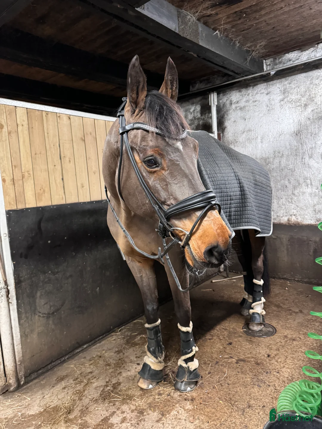 Träns hästutrustning till salu: SD Design träns - Annons 1