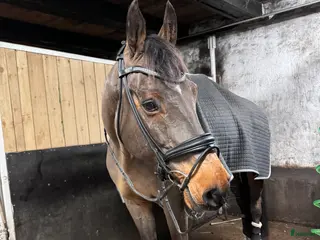 Träns hästutrustning SD Design träns - Annons 18