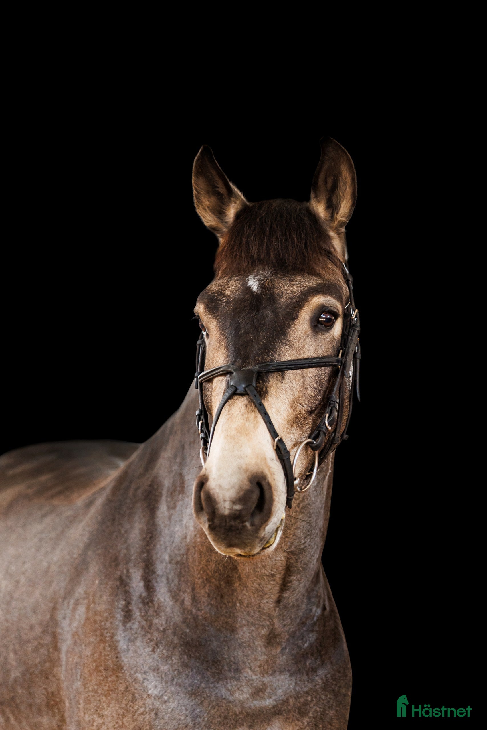  hästar Marvelous all around gelding for any kind of rider - Annons 16