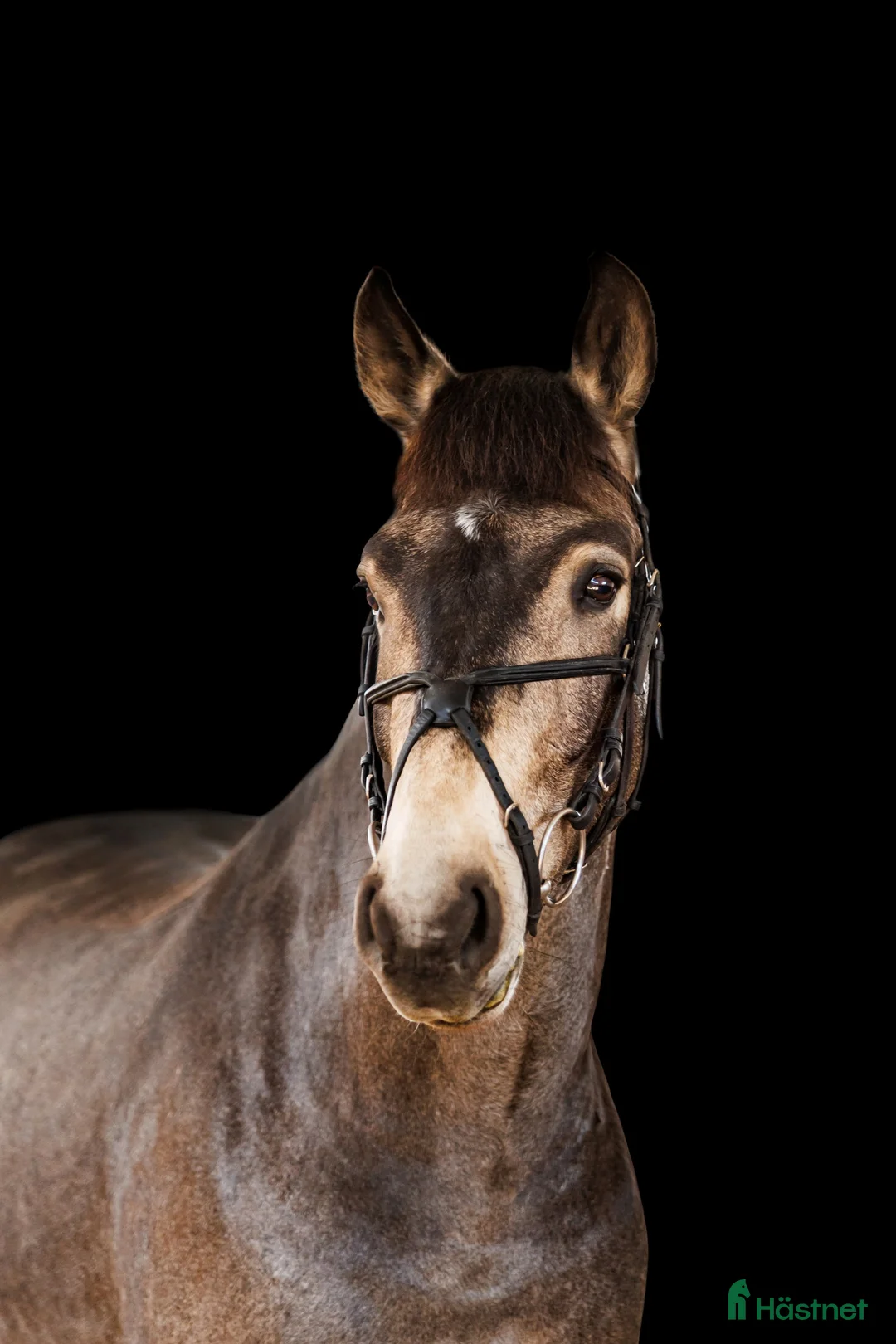 Allround hästar till salu: Marvelous all around gelding for any kind of rider - Annons 1