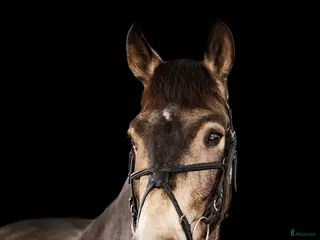 hästar Marvelous all around gelding for any kind of rider - Annons 16