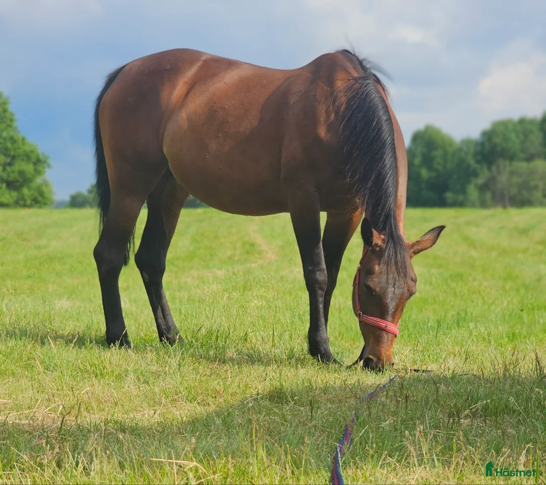 Allround hästar till salu: Ridtravara  i Göteborg - Annons 4