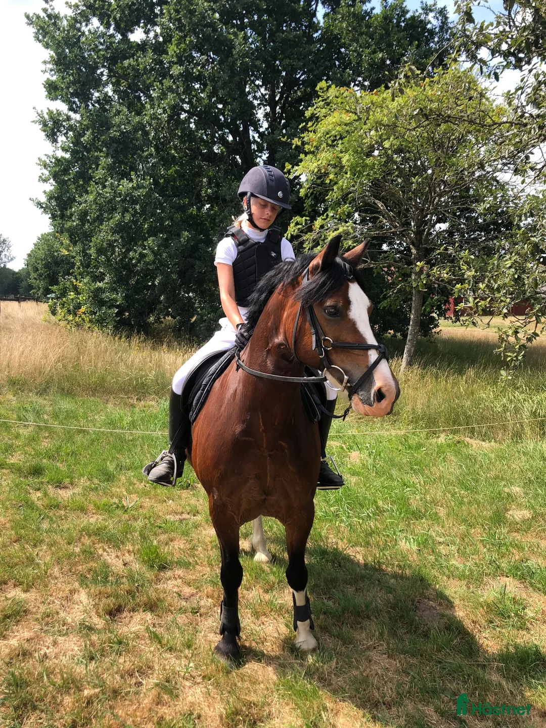 Allround hästar till salu: Charmig Welsh cob valack 💙 - Annons 1