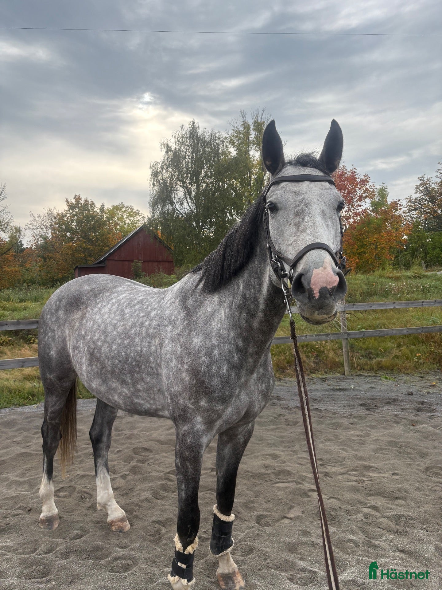  hästar Bästa kompis med kvalité - Annons 2