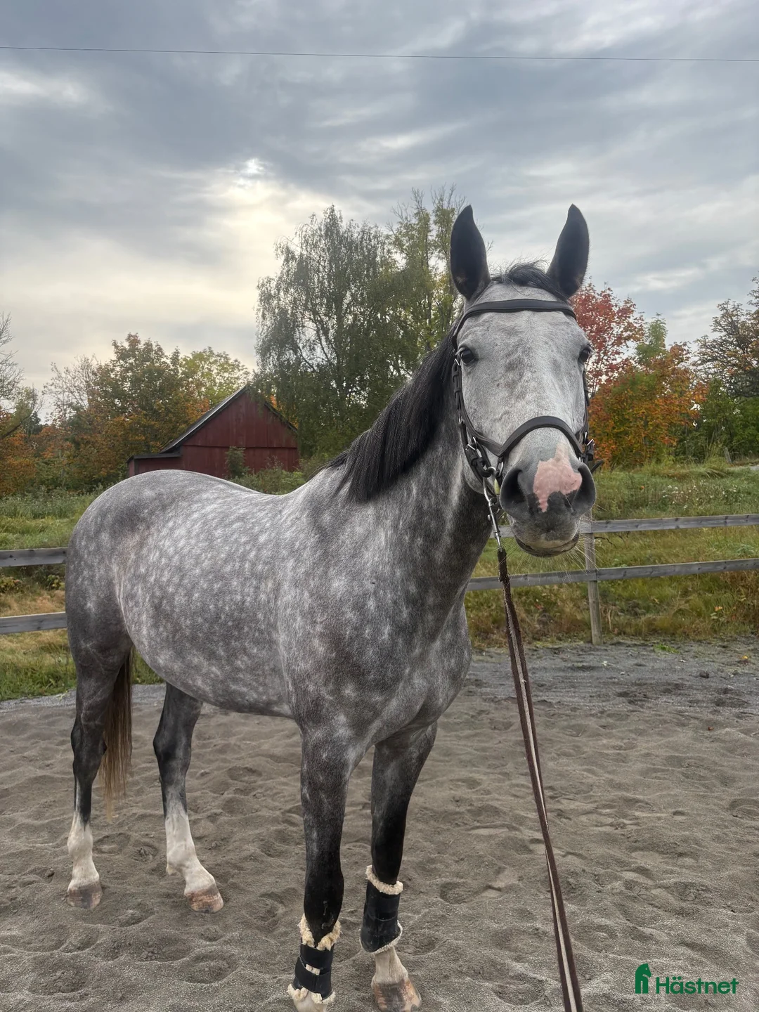 Allround hästar till salu: Bästa kompis med kvalité - Annons 2