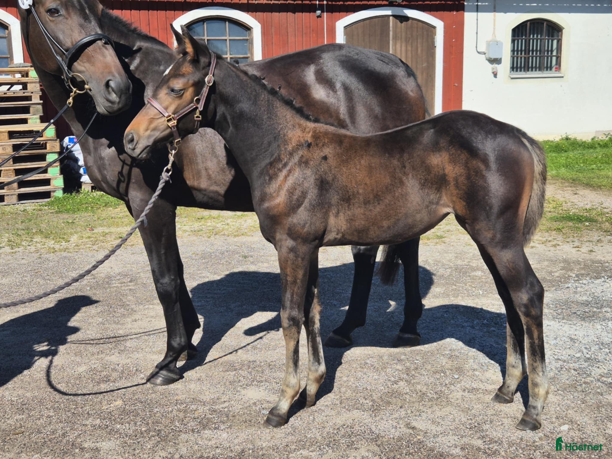  hästar Åring i Fjugesta - Annons 1