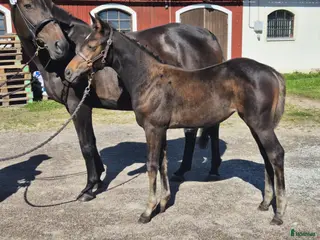 hästar Åring i Fjugesta - Annons 1