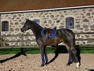 hästar Trevlig sporthäst för framtiden!⭐️ i Flyinge - Annons 9