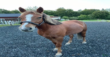  hästar i Högsjö - Annons 1