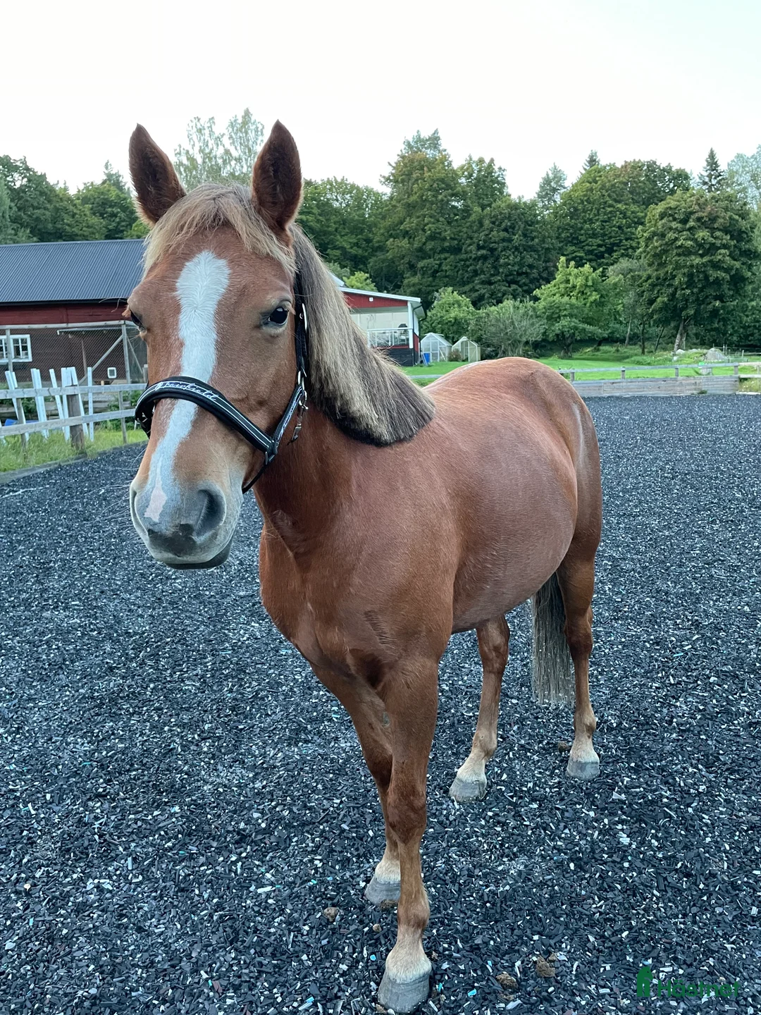Allround hästar till salu: Mysiga Bella till salu  i Högsjö - Annons 2
