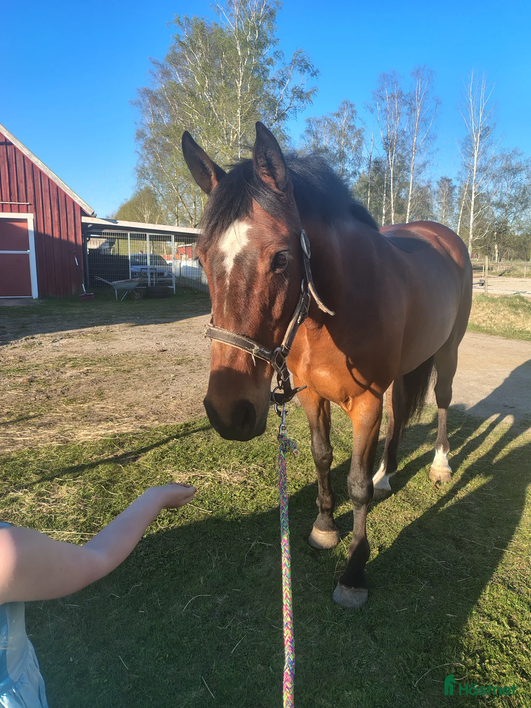 Allround hästar till salu: Energiskt sto  - Annons 2