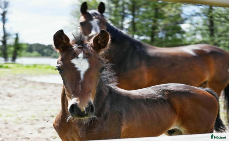  hästar ”Tage” – Ett framtidshopp med världslinjer i Ljungsarp - Annons 15