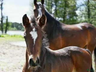 hästar ”Tage” – Ett framtidshopp med världslinjer i Ljungsarp - Annons 5