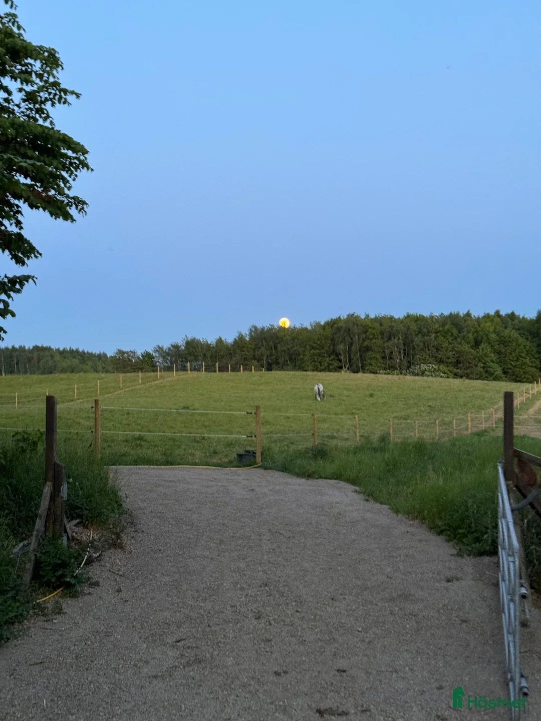  stallplats finnes: Boxplats - stora hagar och lugn stallmiljö   - Annons 1