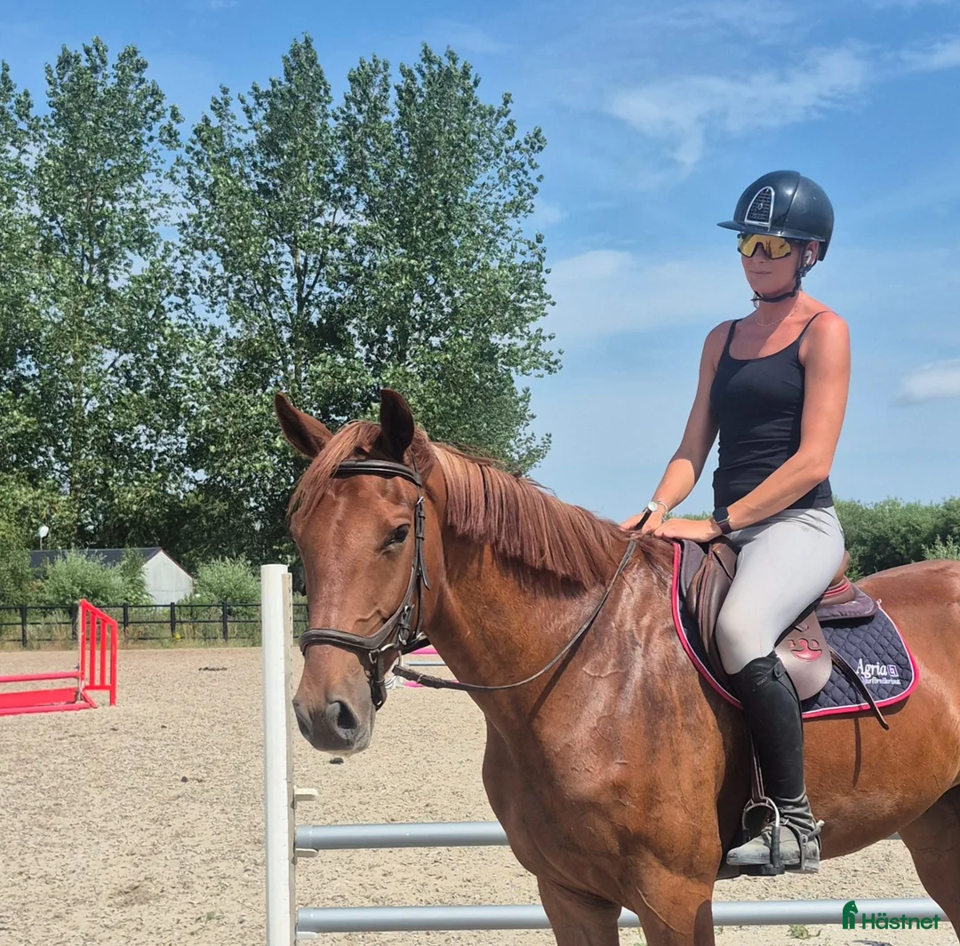 Hoppning hästar till salu: Snäll 4 års valack allround swb - Annons 2