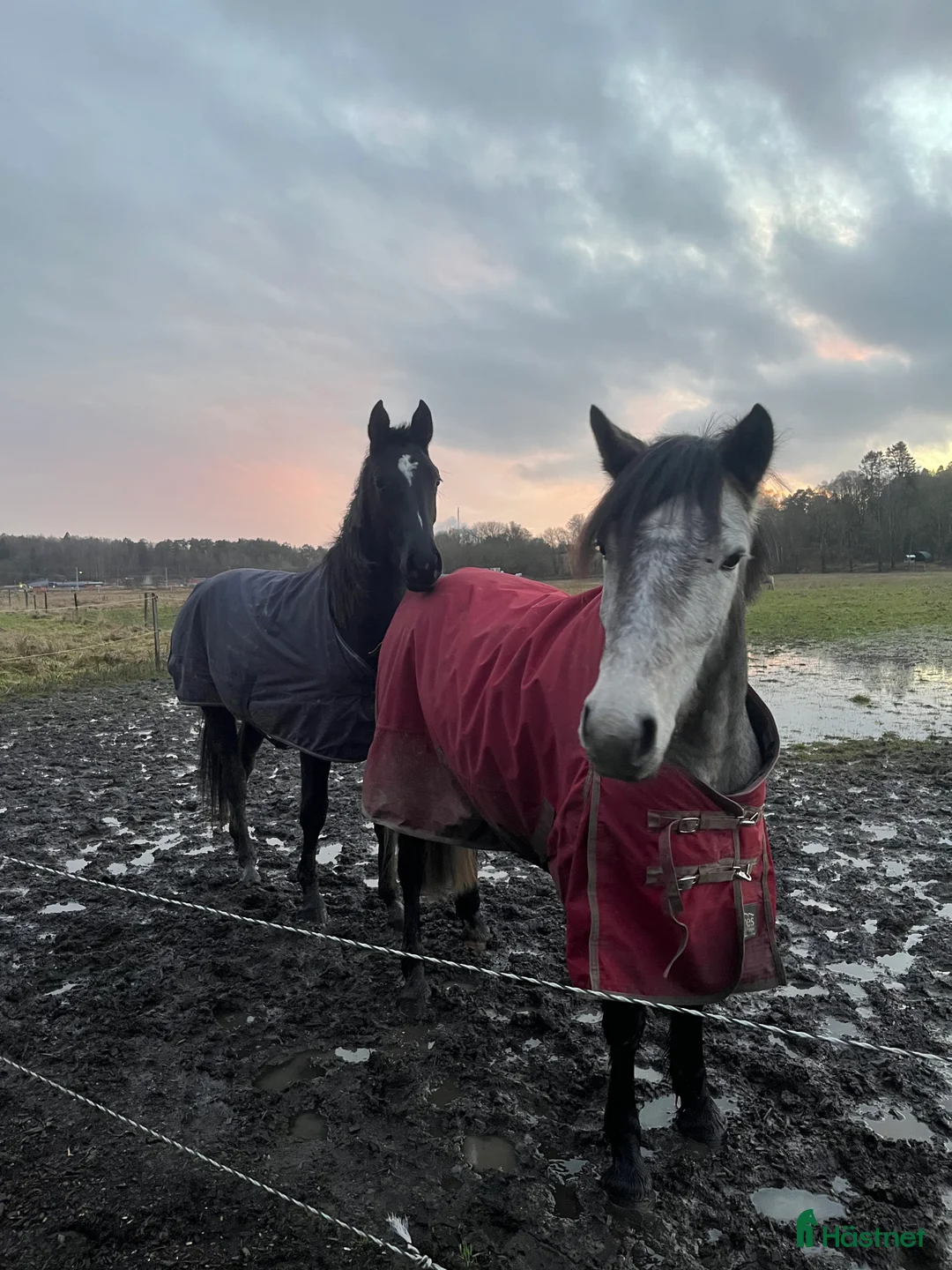 Hoppning hästar till salu: En bästa vän att forma!  i Ödsmål - Annons 3