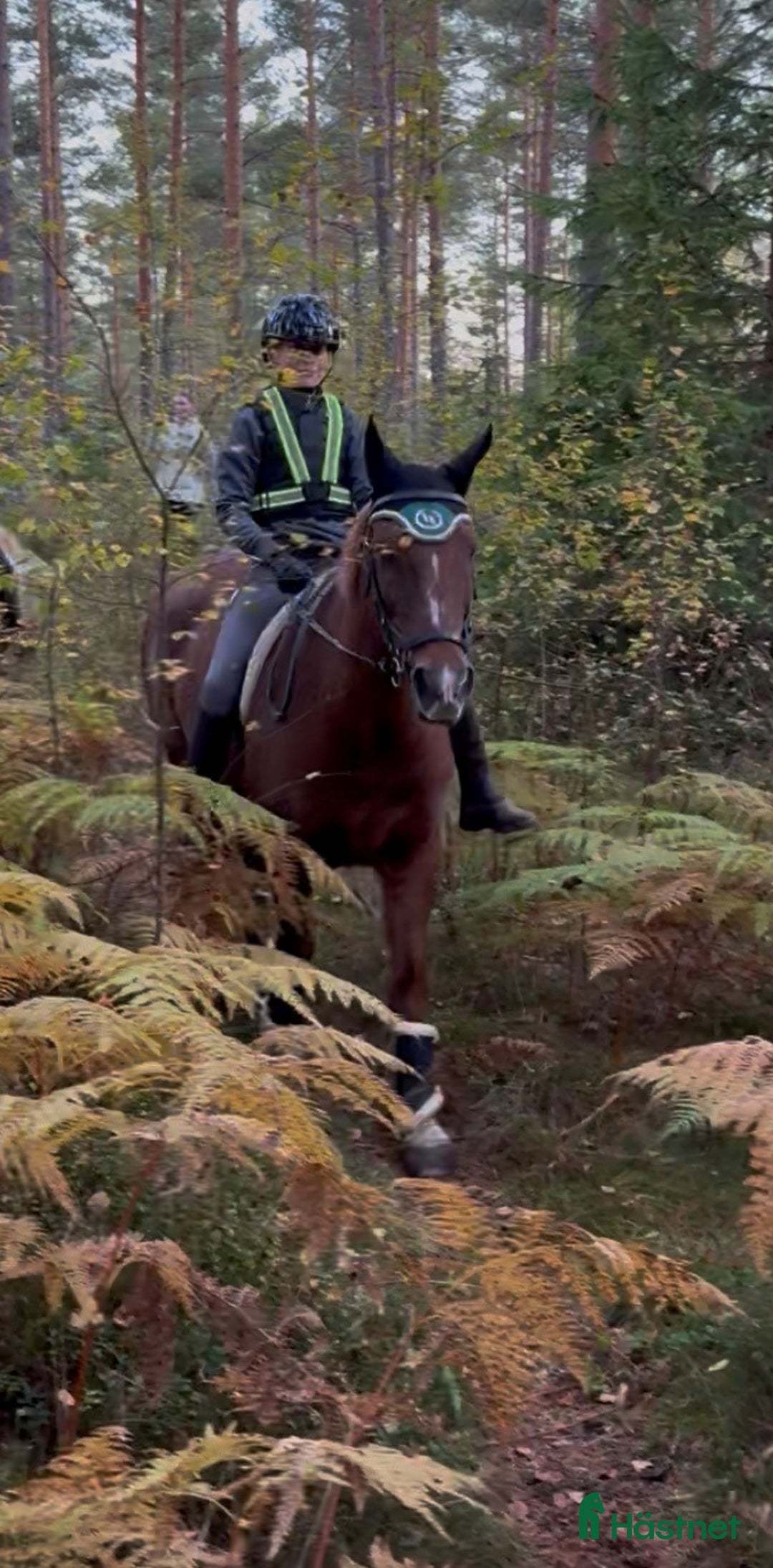 Allround hästar sökes: D-ponny  - Annons 1