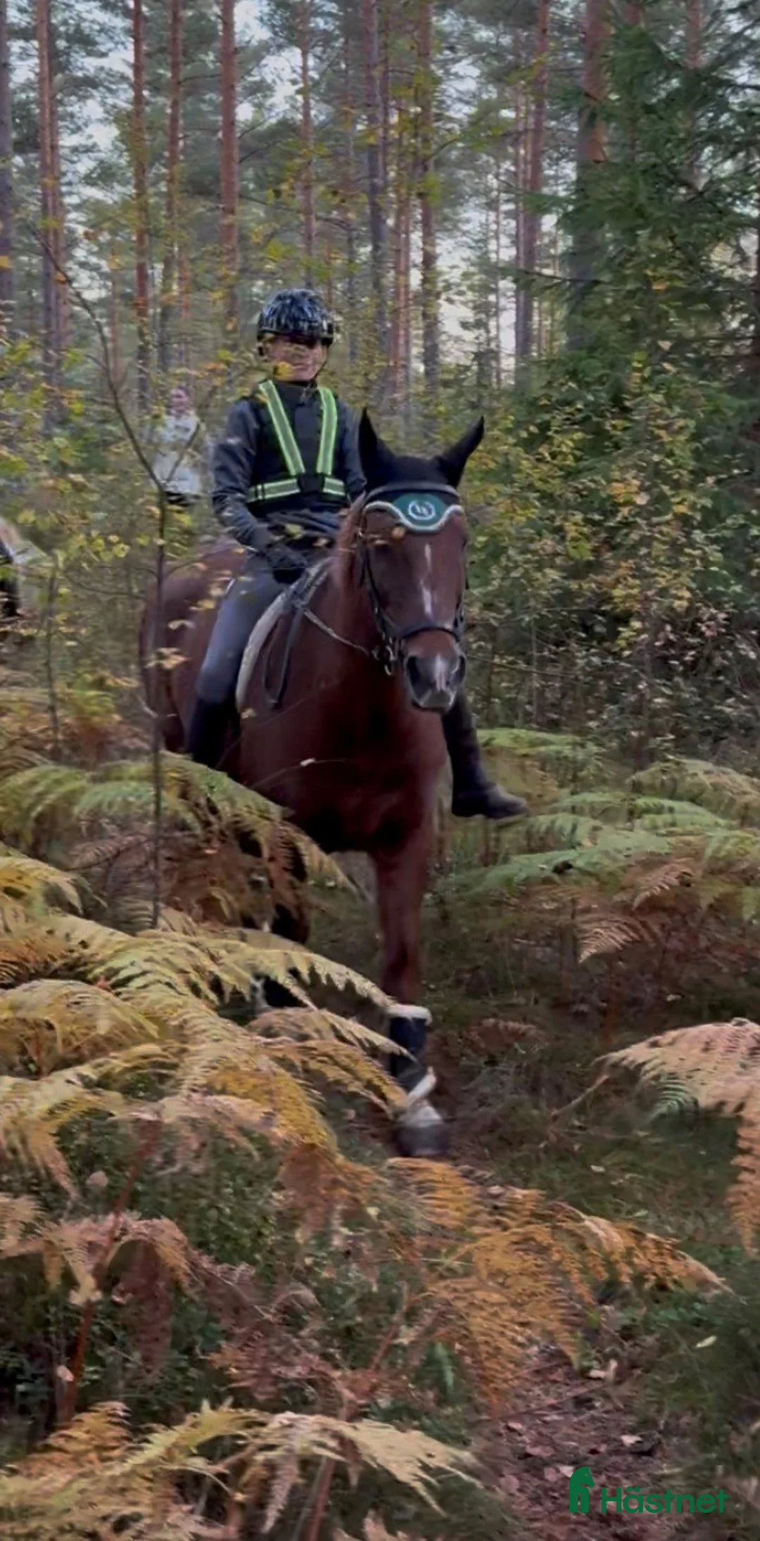 Allround hästar sökes: D-ponny  - Annons 1