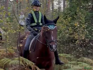 hästar D-ponny - Annons 18