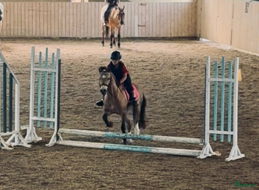  medryttarhäst sökes: 10-åring som drömmer om att bli medryttare  i Vagnhärad - Annons 3