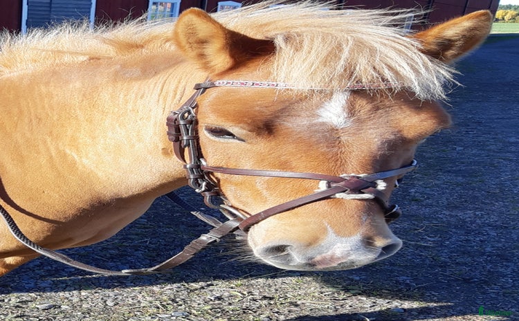  medryttarhäst finnes i Linghem - Annons 16
