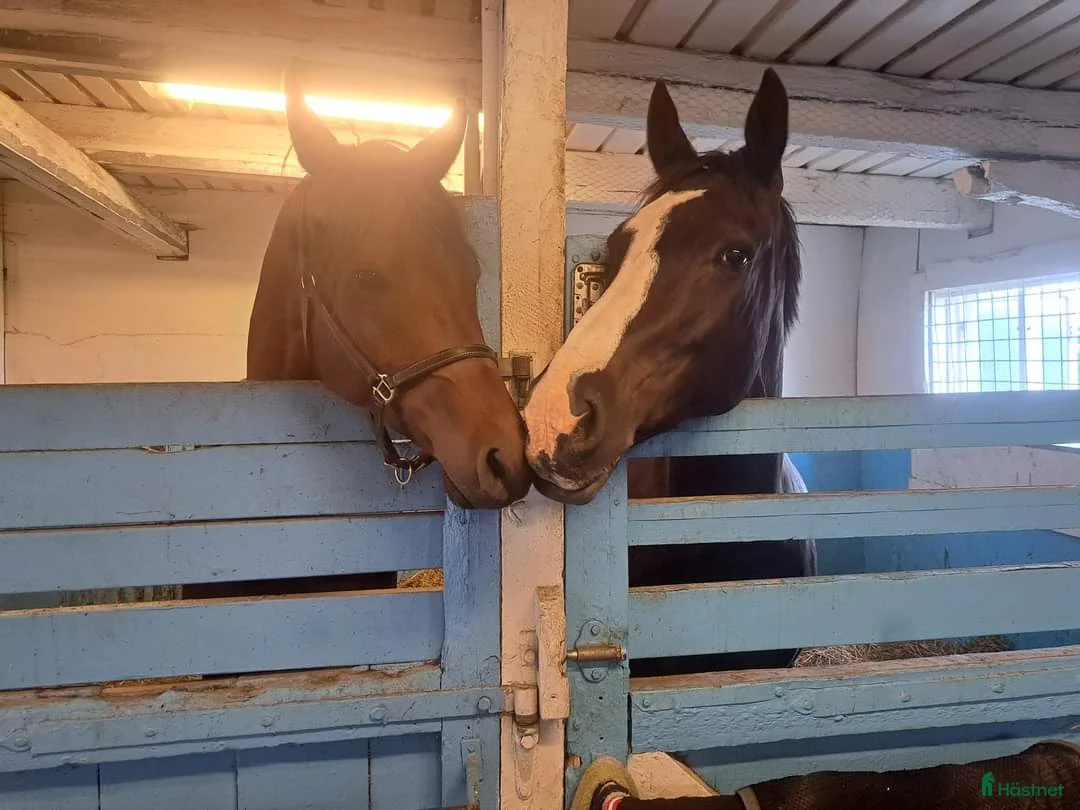  stallplats finnes: Stallplats Angarns Lundby  i Vallentuna - Annons 4