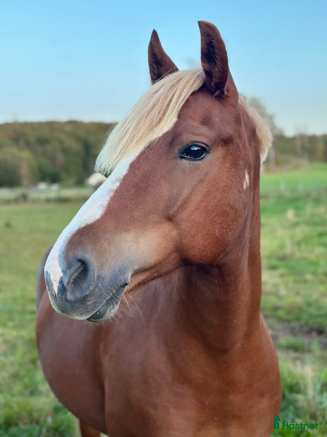 Allround hästar till salu: Finns mitt nya hem?  - Annons 1