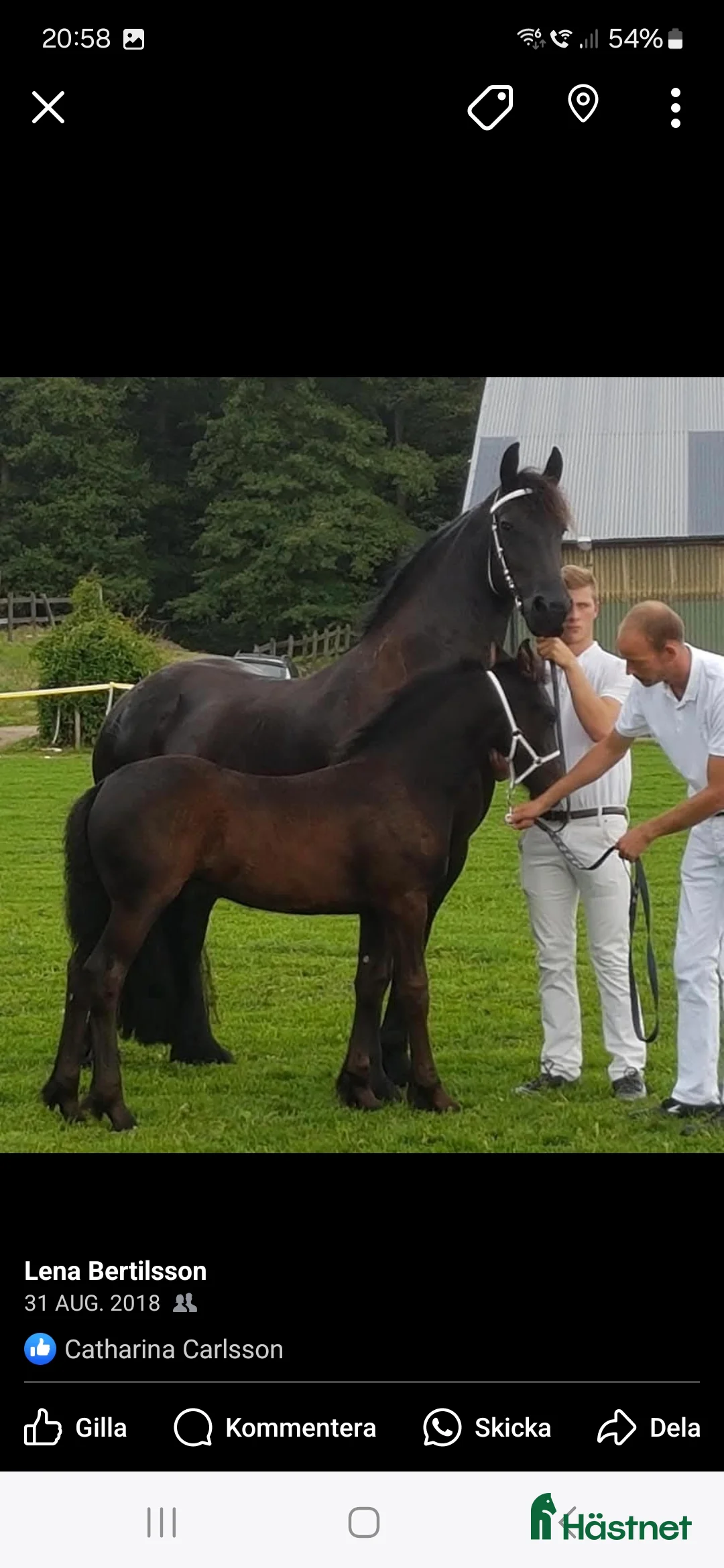 Allround hästar till salu: 2 frieserston i Torsås - Annons 2