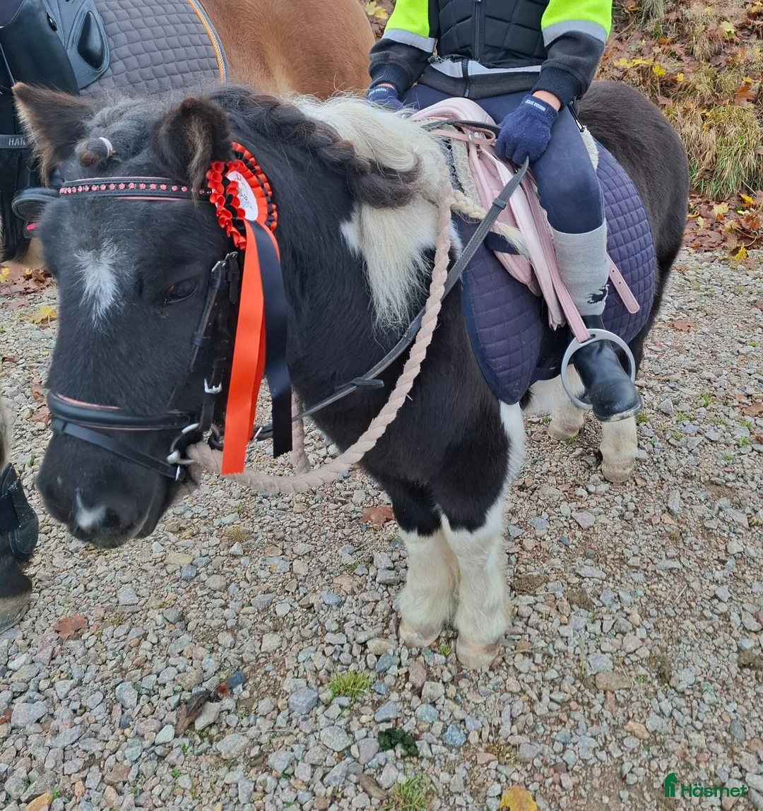 Allround hästar till salu: Världens bästa ponnyplutt i Växjö - Annons 4