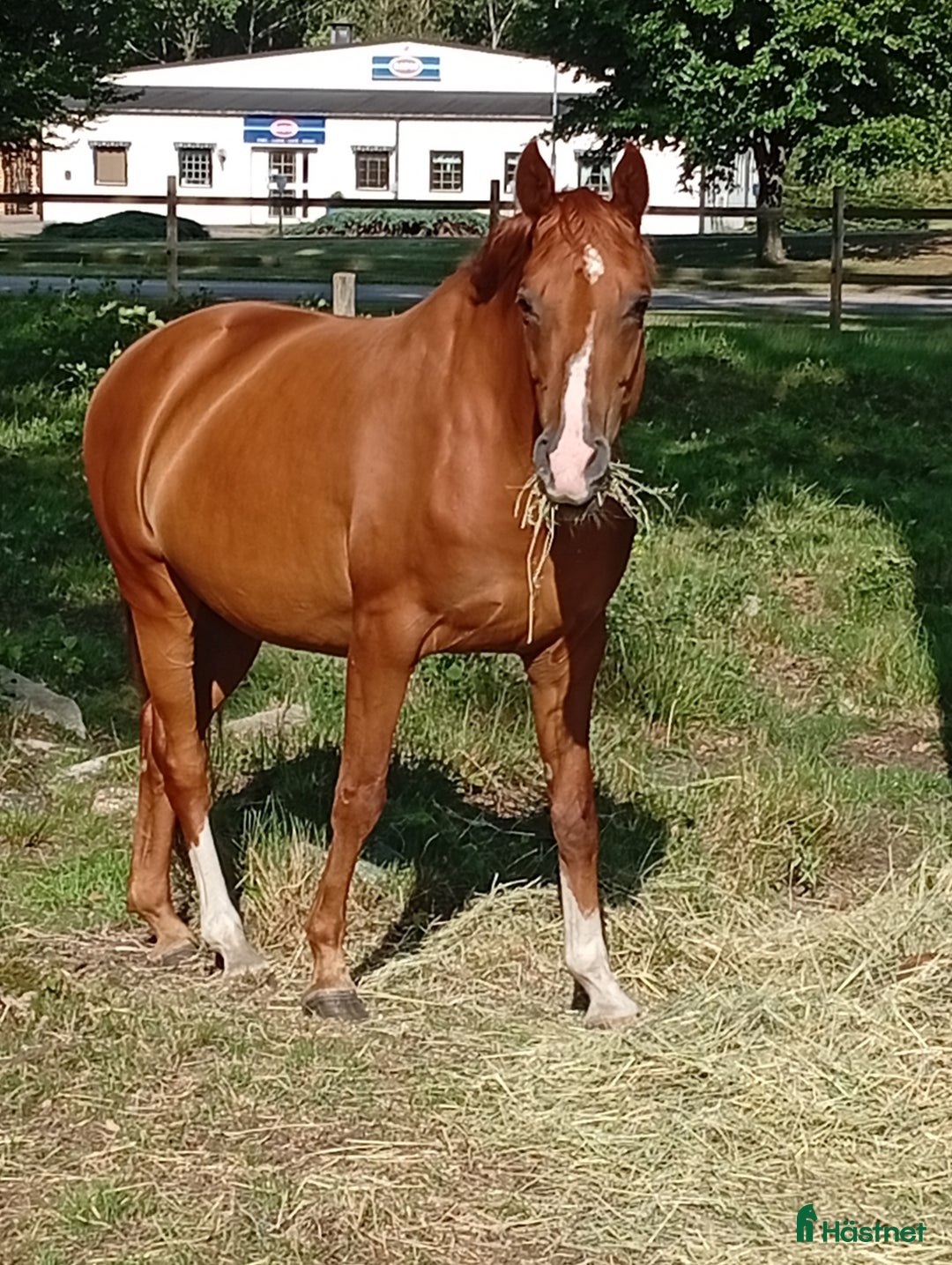 Avelshästar hästar till salu: Två ston avel, sällskap, promenad/ inridning  i Klippan - Annons 5