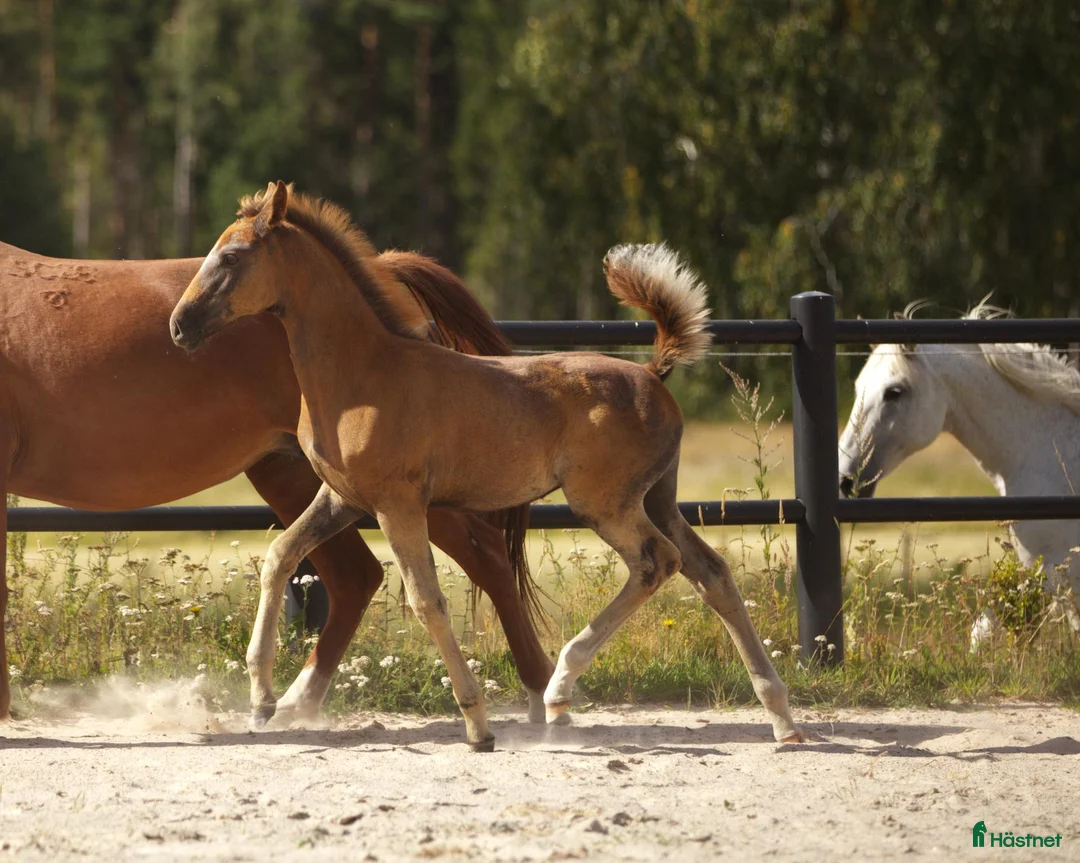 Allround hästar till salu: Vackert stoföl - Annons 5